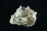 藏品(短拳螺)的圖片